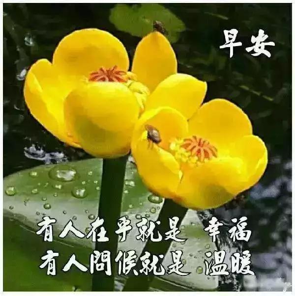 微信清早很美的早安动态表情图片,早上好很窝心的问候
